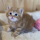 スコティッシュストレート