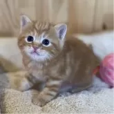 スコティッシュストレート