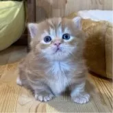 マンチカン(短足)