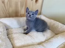 ロシアンブルー【長野県・男の子・2025年4月21日・ブルー】の写真2