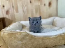 マンチカン(長足)【長野県・男の子・2025年7月27日・ブルータビー】の写真2