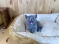 ロシアンブルー【長野県・女の子・2025年4月4日・ブルー】の写真2「大きなあくび🥱がとっても可愛い！」