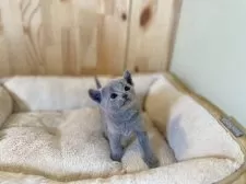 ロシアンブルー【長野県・女の子・2025年2月2日・ブルー】の写真2