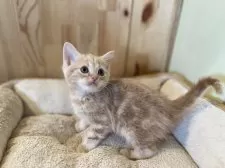 マンチカン(長足)【長野県・女の子・2024年12月22日・クリームタビー】の写真2