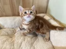 マンチカン(長足)【長野県・男の子・2024年12月2日・レッドタビー】の写真2