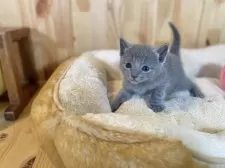 ロシアンブルー【長野県・男の子・2025年10月28日・ブルー】の写真2