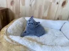 ロシアンブルー【長野県・女の子・2025年4月21日・ブルー】の写真3