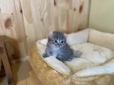 キンカロー【長野県・男の子・2025年9月10日・ブルータビー】の写真3