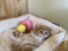 マンチカン(短足)【長野県・女の子・2025年11月15日・レッドタビー】の写真3