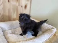 キンカロー【長野県・男の子・2025年5月2日・ブラック】の写真3