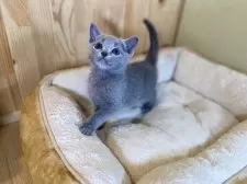 ロシアンブルー【長野県・男の子・2025年4月21日・ブルー】の写真3