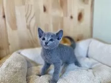 ロシアンブルー【長野県・男の子・2025年7月20日・ブルー】の写真3