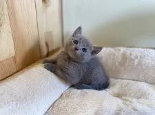 ロシアンブルー【長野県・女の子・2025年4月4日・ブルー】の写真3