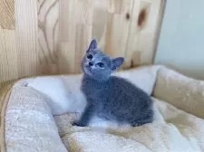 ロシアンブルー【長野県・女の子・2025年4月21日・ブルー】の写真4