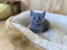 ロシアンブルー【長野県・女の子・2025年4月4日・ブルー】の写真4