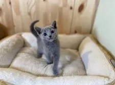 ロシアンブルー【長野県・男の子・2025年4月21日・ブルー】の写真4