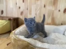 マンチカン(長足)【長野県・男の子・2025年7月27日・ブルータビー】の写真4