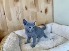 ロシアンブルー【長野県・男の子・2025年7月20日・ブルー】の写真4