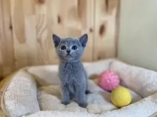 ロシアンブルー【長野県・男の子・2025年12月14日・ブルー】の写真4