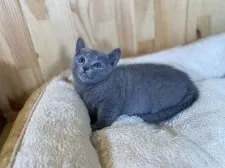 ロシアンブルー【長野県・男の子・2025年4月4日・ブルー】の写真4