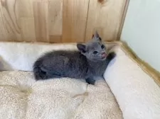 ロシアンブルー【長野県・男の子・2025年4月21日・ブルー】の写真4「ペロリン😋」