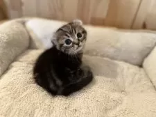 キンカロー【長野県・男の子・2024年11月24日・ブラウンタビー】の写真5