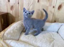 ロシアンブルー【長野県・男の子・2025年4月21日・ブルー】の写真5