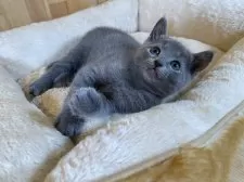 ロシアンブルー【長野県・男の子・2025年4月4日・ブルー】の写真5