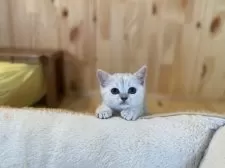 ミヌエット(長足)【長野県・女の子・2025年9月9日・ブラウンタビー】の写真5