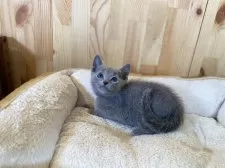 ロシアンブルー【長野県・男の子・2025年4月21日・ブルー】の写真5