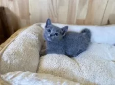 ロシアンブルー【長野県・女の子・2025年4月21日・ブルー】の写真5