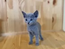 ロシアンブルー【長野県・男の子・2025年7月20日・ブルー】の写真5