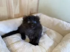 キンカロー【長野県・男の子・2025年5月2日・ブラック】の写真6