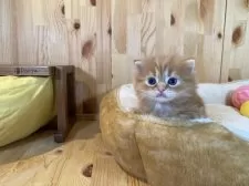 マンチカン(短足)【長野県・女の子・2025年11月15日・レッドタビー】の写真6