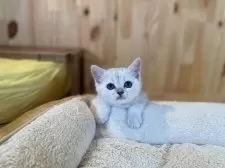 ミヌエット(長足)【長野県・女の子・2025年9月9日・ブラウンタビー】の写真6