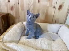 ロシアンブルー【長野県・女の子・2025年2月8日・ブルー】の写真6