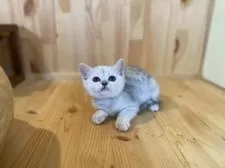 ミヌエット(長足)【長野県・女の子・2025年9月9日・ブラウンタビー】の写真7