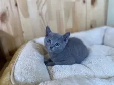ロシアンブルー【長野県・男の子・2025年4月4日・ブルー】の写真7