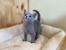 ロシアンブルー【長野県・男の子・2025年4月21日・ブルー】の写真7