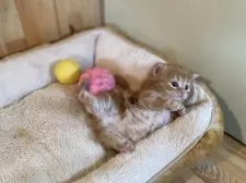 マンチカン(短足)【長野県・男の子・2025年11月15日・レッドタビー】の写真7