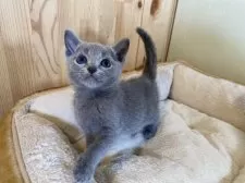 ロシアンブルー【長野県・男の子・2025年4月21日・ブルー】の写真8