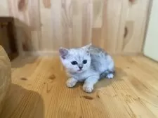 ミヌエット(長足)【長野県・女の子・2025年9月9日・ブラウンタビー】の写真8