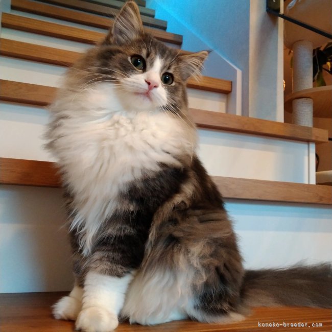 ノルウェージャンフォレストキャット【・女の子・2021年5月6日・ブルークラシックタビーアンドホワイト】