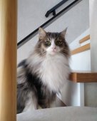 ノルウェージャンフォレストキャット【・女の子・2021年5月6日・ブルークラシックタビーアンドホワイト】