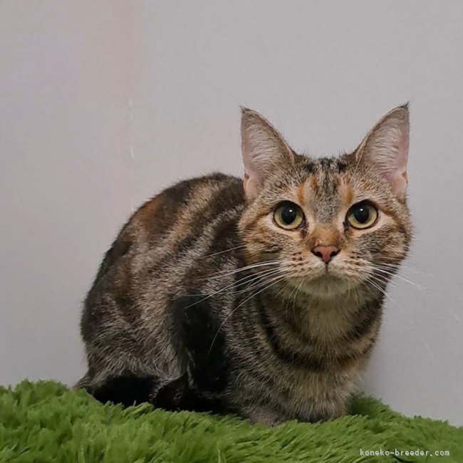 アメリカンショートヘア【・女の子・2023年3月16日・ブラウンパッチドタビー】