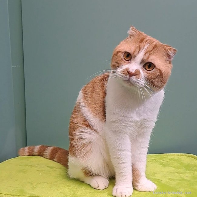 スコティッシュフォールド【・男の子・2023年8月6日・レッドタビー&amp;ホワイト】