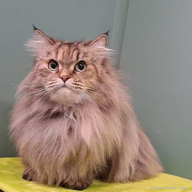 サイベリアン【・女の子・2022年2月15日・ブラウンパッチドマッカレルタビー&amp;ホワイト】