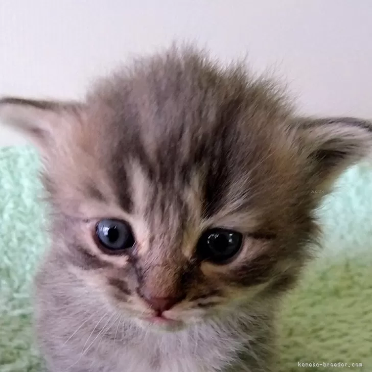 ID：2502-00955の子猫