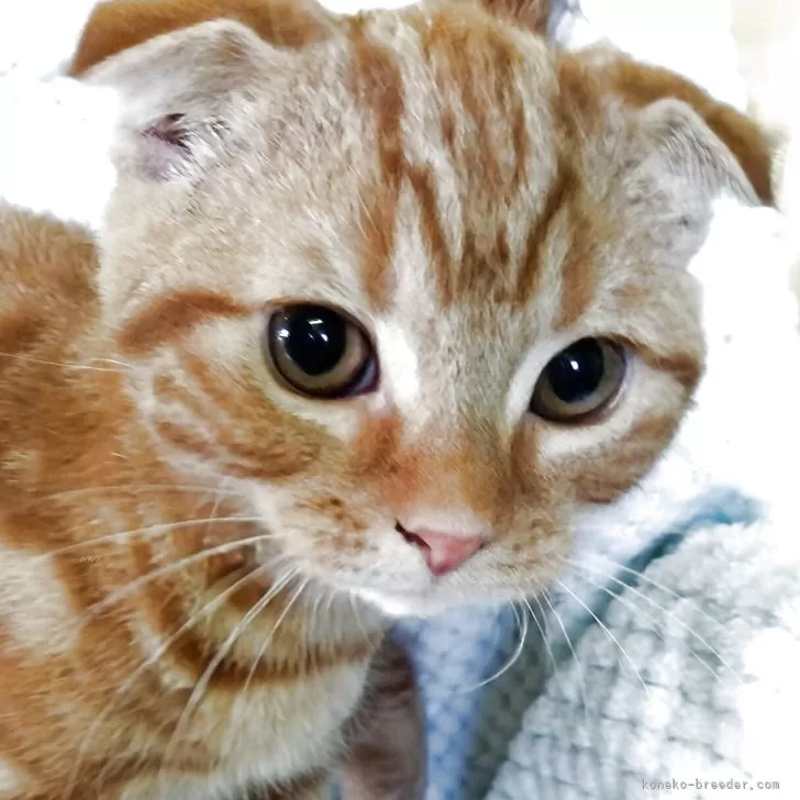 スコティッシュフォールド(折れ耳)【山形県・男の子・2025年7月15日・レッドタビー】の写真1