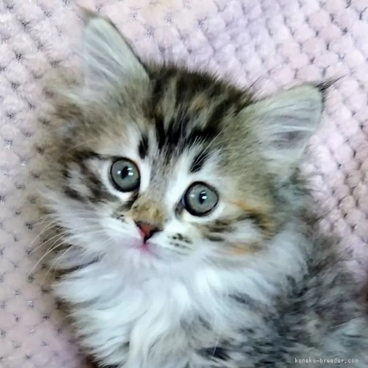 ID：2503-00922の子猫